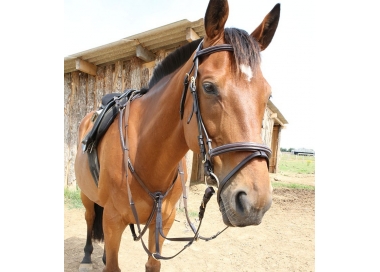 Martingal-Jagdhalsband mit Roma-Steppung Dhm-Reiten Majestic