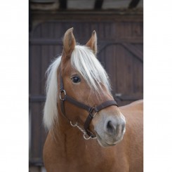 Licol Norton Pro pour cheval de trait marron