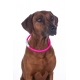 collier lumineux pour chien LED HKM