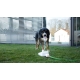 Fontaine rafraichissante pour chien Bubble