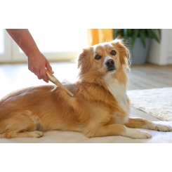 MagicBrush Peigne pour chien