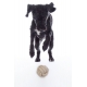 Balle tressée pour chien Jouet Buddy Knot Ball